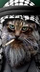 pic for osama binladin cat version